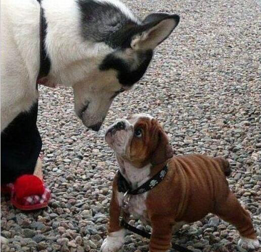 搞笑宠物趣图大合集:笑到你喷饭,看看你能坚持到第几个不笑