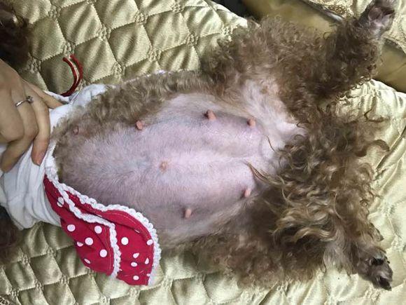 小泰迪狗狗怀孕生了一窝小狗狗,整个过程真的太辛苦了!