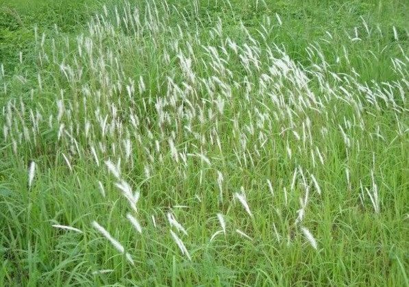 农村这种尖尖草剥开看里面就像棉花一样