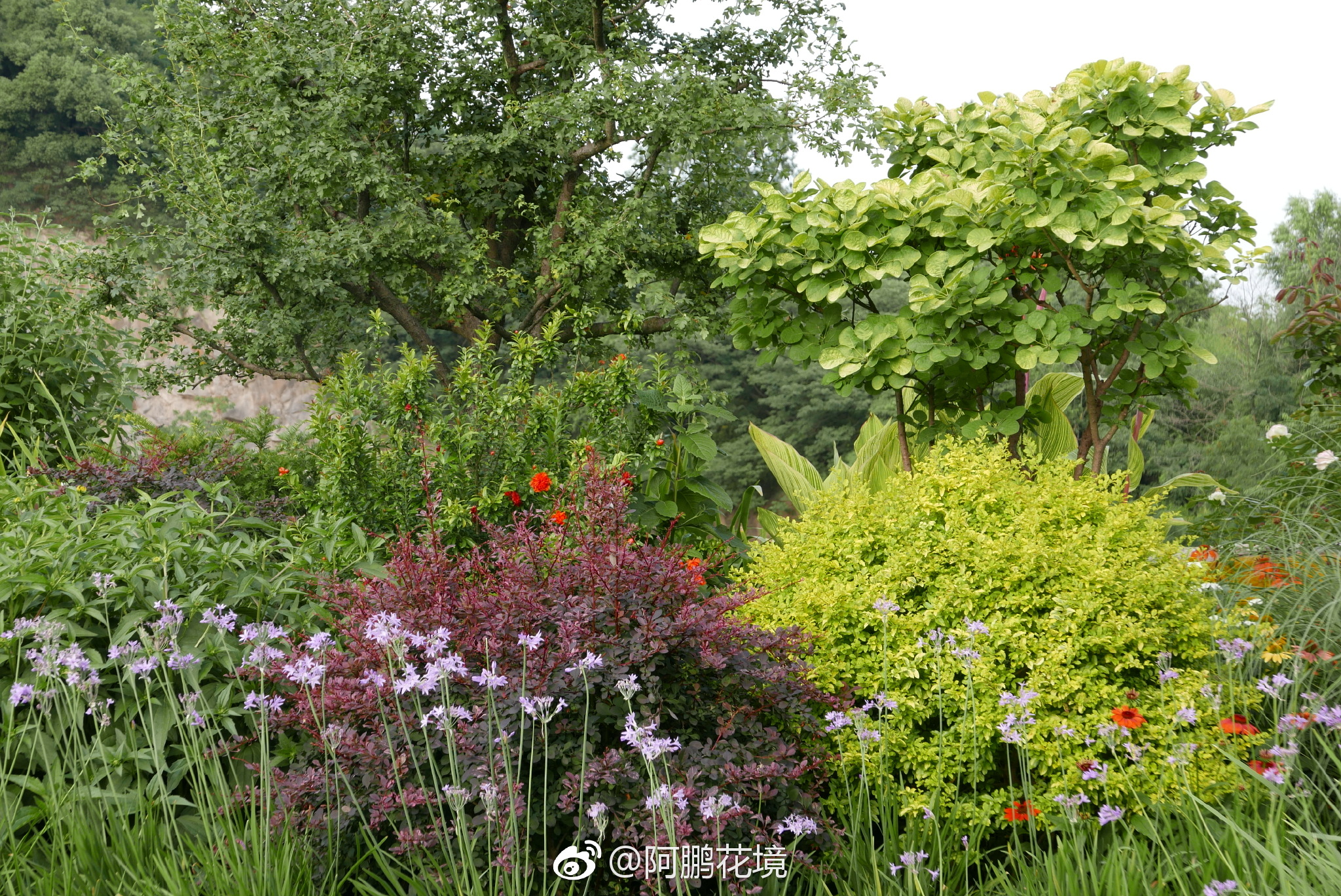 辰山矿坑花园附近的经典花境|辰山|花境|矿坑|花园|经典_新浪新闻