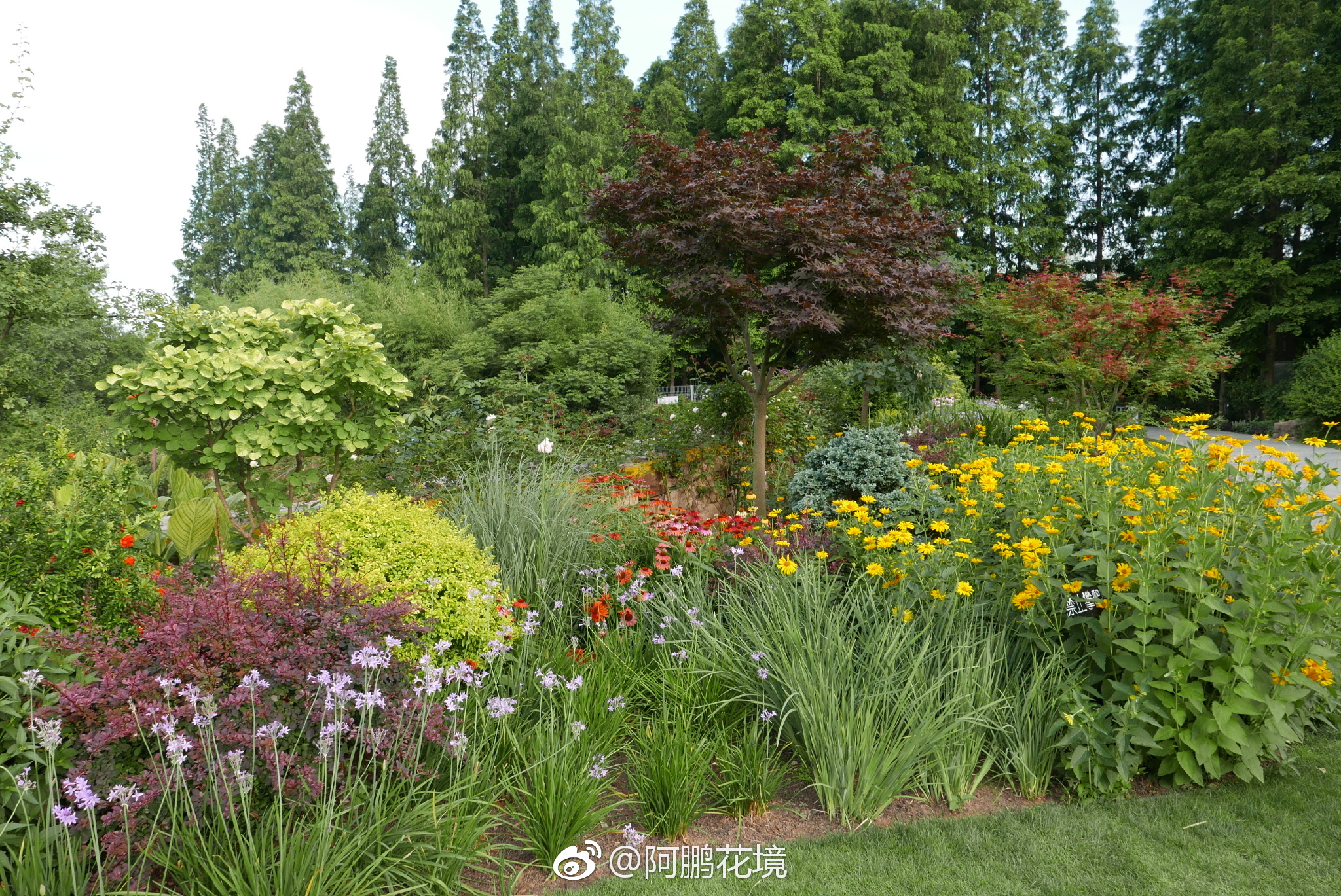 辰山矿坑花园附近的经典花境|辰山|花境|矿坑|花园|经典_新浪新闻