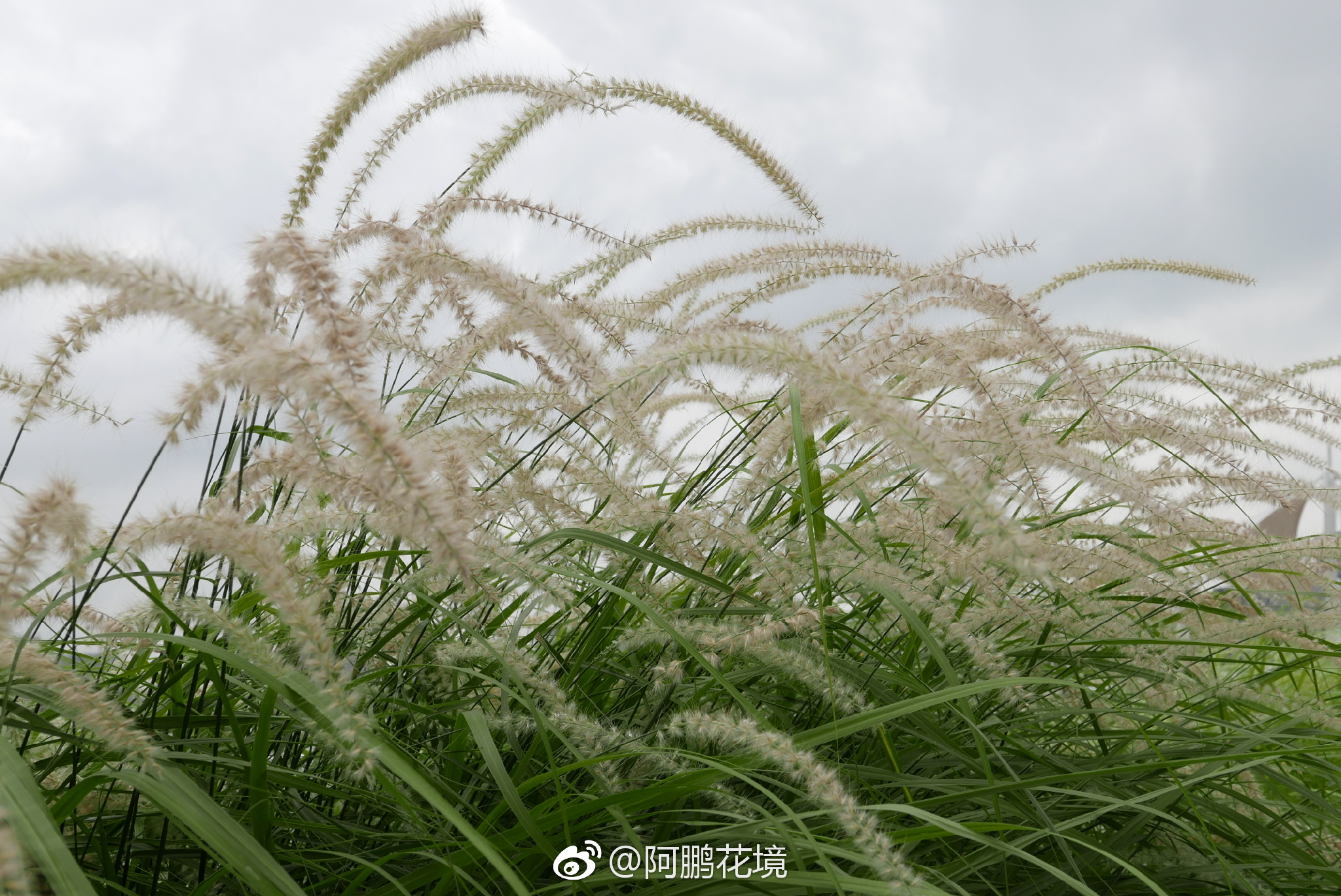 大狼耙草：官山国家级自然保护区 - 中国自然保护区生物标本资源共享平台