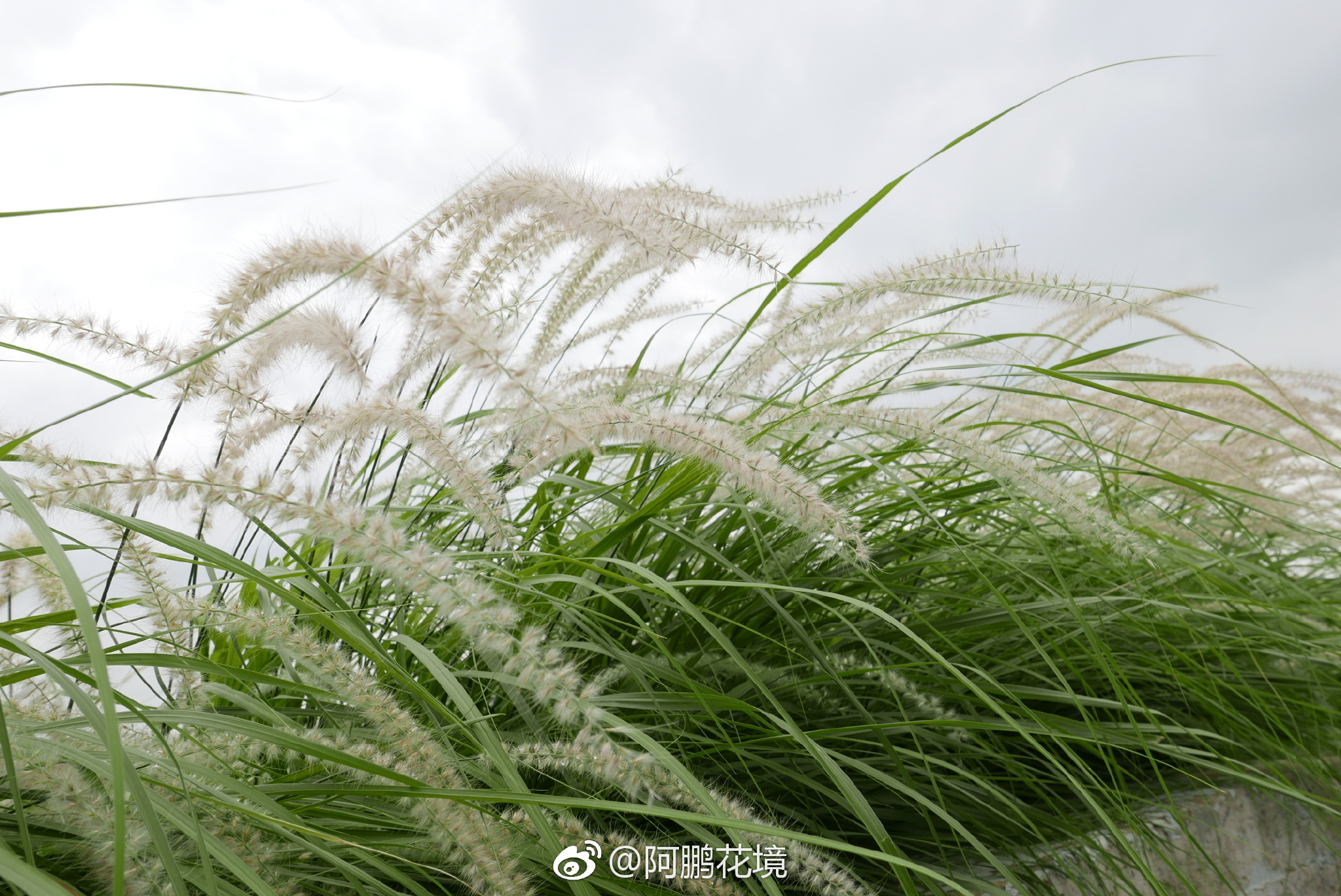 布朗尼狼尾草图片