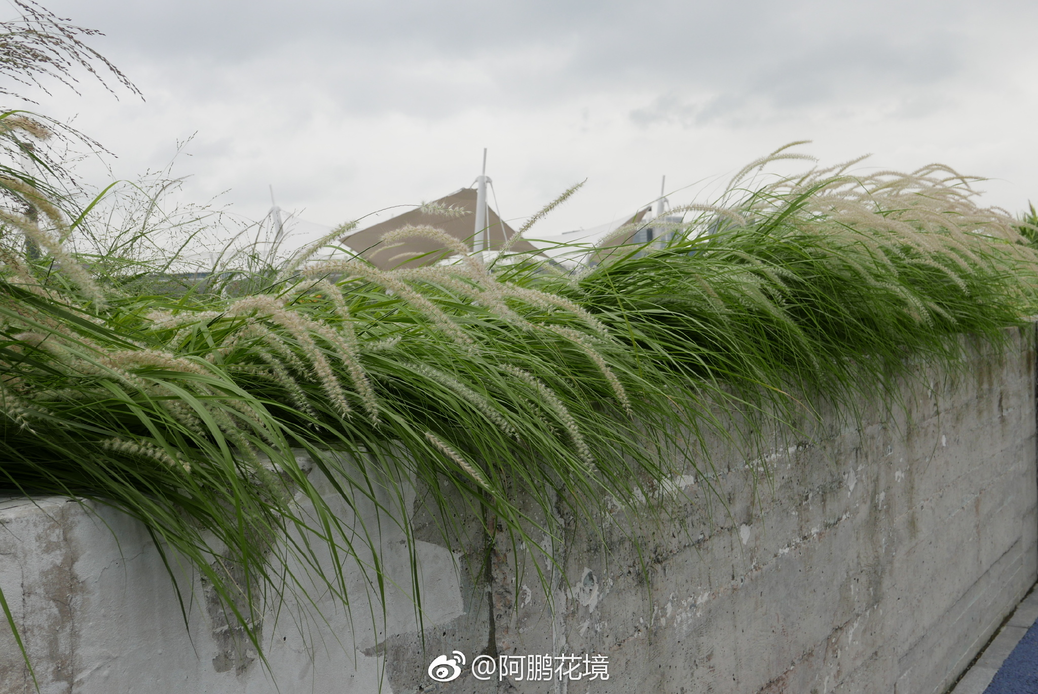 大布尼狼尾草|狼尾草|布尼_新浪新闻