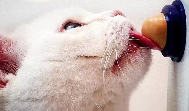 养了只奇葩猫,用如此不矜持的方式吃猫糖,主人在一边哭笑不得|猫|猫咪