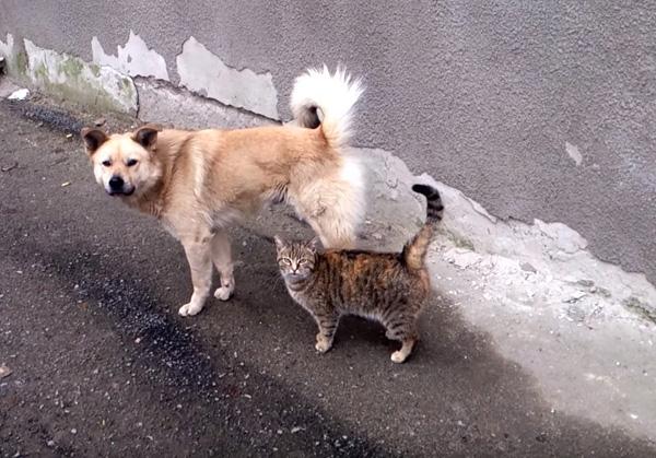 虎斑猫撒娇不成竟然恼羞出拳揍狗狗