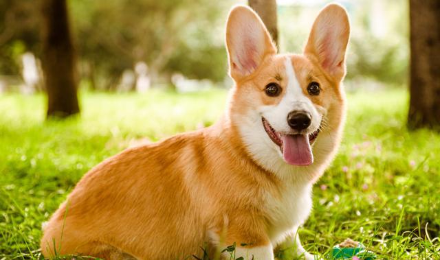 狗狗|柯基犬|比熊犬_新浪新闻