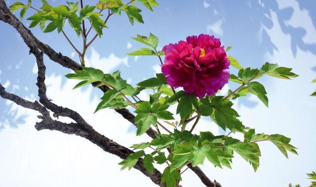 牡丹摄影百媚千红傲春风