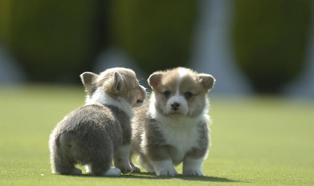 新手养狗必备知识,怎么挑选健康的小狗|狗|小狗|狗崽_新浪网