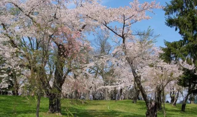 2018年轉眼櫻花季已經過半,日本最後一抹櫻花盛景的時間表!