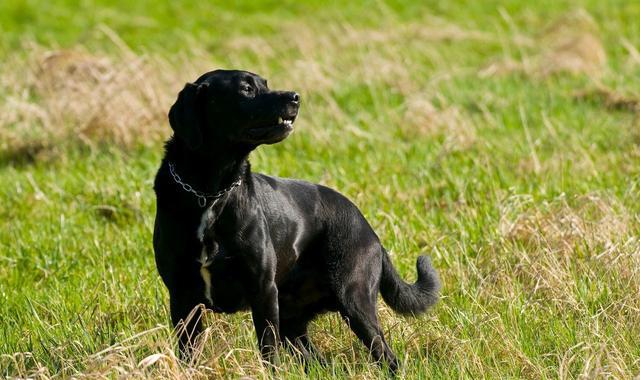 有克制的作用,能够赶走一切不干净的东西,而黑狗血我们也经常在一些影
