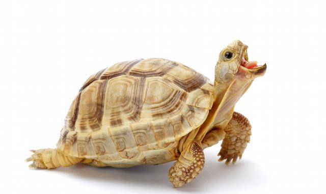 你真的适合饲养陆龟吗?