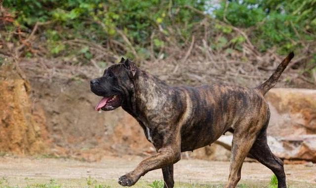世界上公认的第一恶犬,连主人都敢咬,现已被多国禁养!