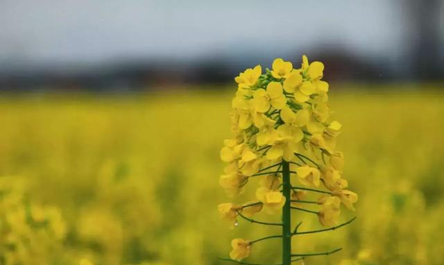 宁波这个地方2600亩油菜花海,美若仙境!关键是免费!