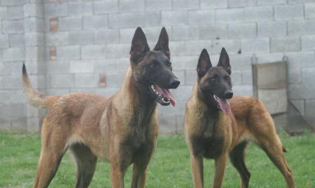 怎样区分马犬的好与坏