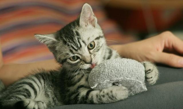 猫咪喜欢主人的6种表现,身为铲屎官的你,见识