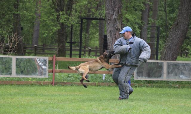 俄罗斯军犬大赛,有的狗长得眉清目秀的,没想到内心都是冷血战士