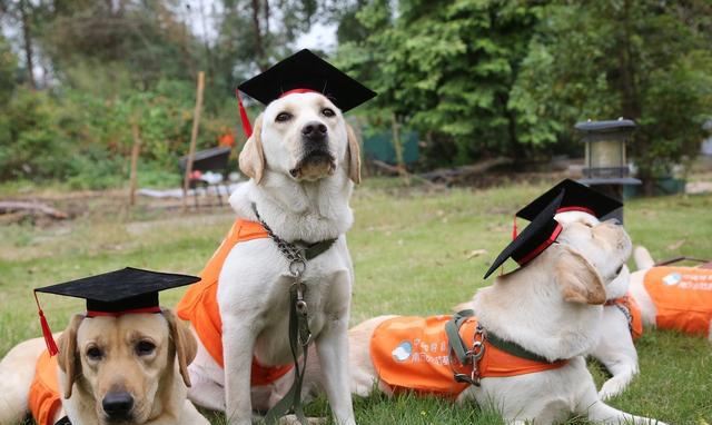 实习期的小导盲犬简直萌化了,不过它们工作后的样子太让人心疼!