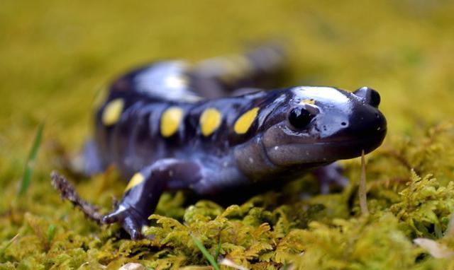 第一个能进行光合作用的脊椎动物, 胚胎期所需的氧气都是自给自足|螈