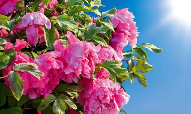 牡丹摄影百媚千红傲春风