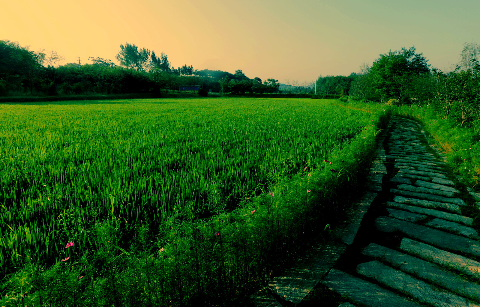 走进溧阳戴南杨家村农耕文化好传承田园风光真醉人