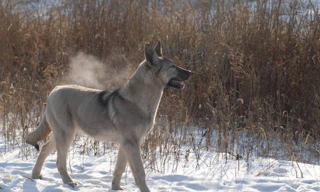 被遗忘的中国本土神犬、一只来自北方的狼, 中华狼青!|狼|狼狗|昆明犬_新浪新闻