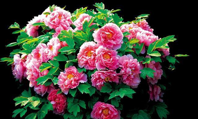 牡丹摄影百媚千红傲春风