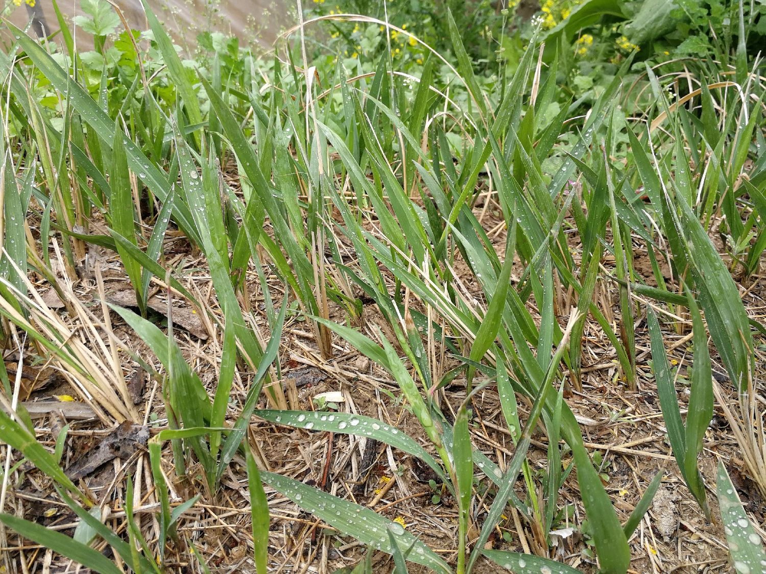 求《乡村：从小河边崛起》TXT百度云