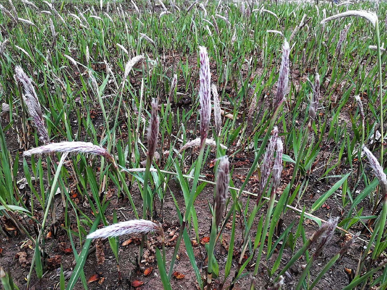 求《乡村：从小河边崛起》TXT百度云