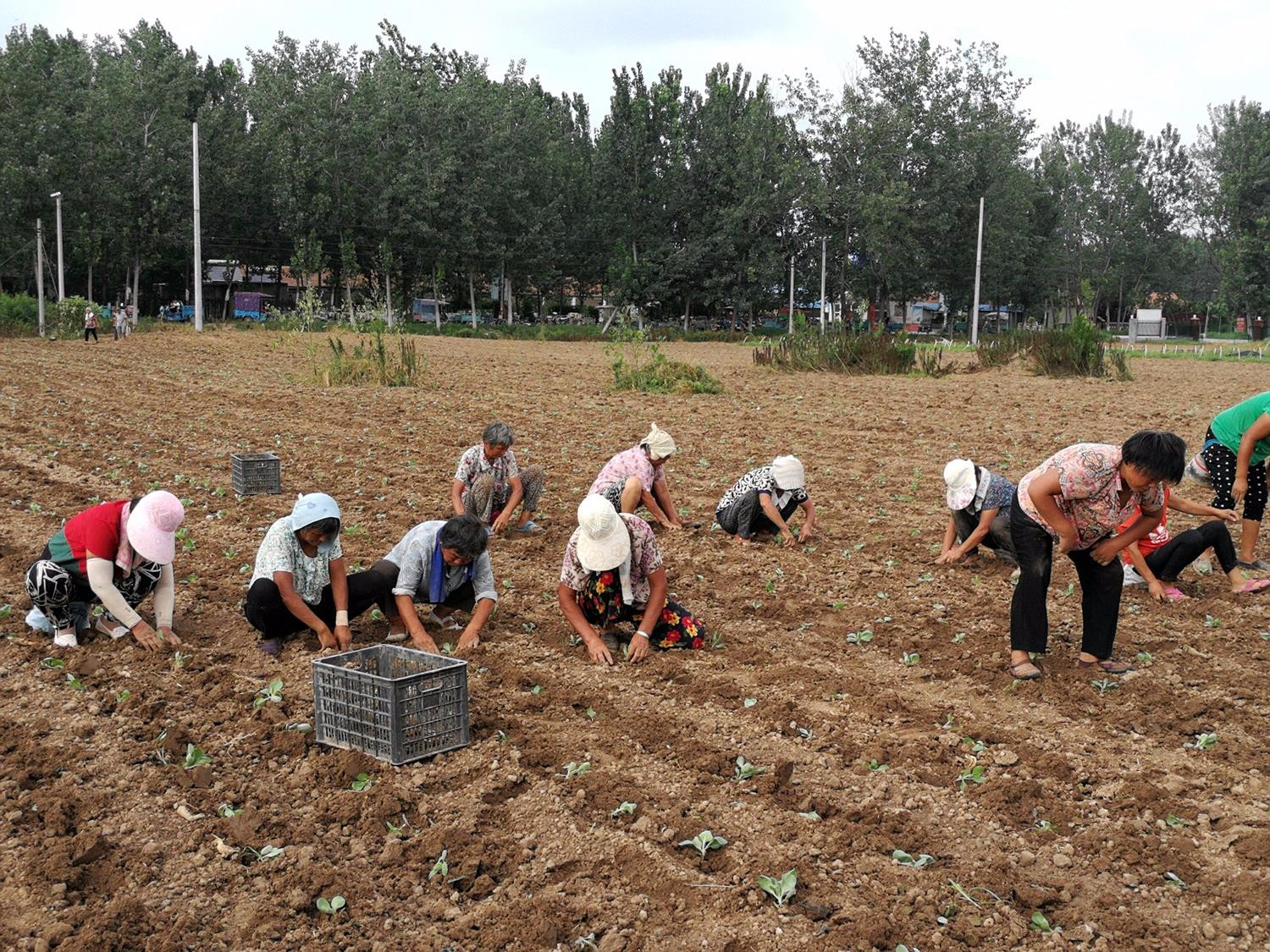 一片热火朝天的劳动景象,近百名农村妇女和老人正在一起干活,这片土地