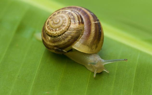 最强蜗牛怎样罢免俱乐部社长 怎样退出俱乐部