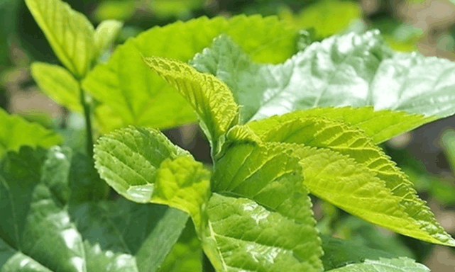 能"吃"的树叶有哪些, 在中国这8种树叶你吃过吗?