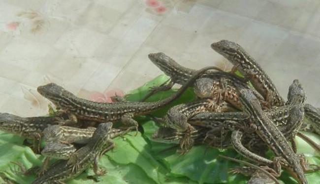 杨惟天告诉我们,母壁虎每周可以产卵一次,每次2粒,年产卵四十枚以上.