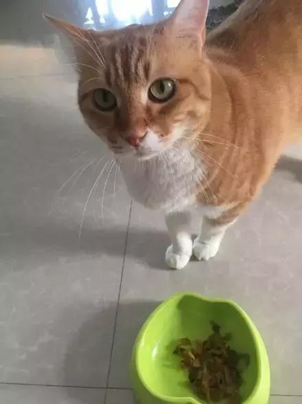 网友把榨菜当成妙鲜包给猫吃,喵:铲屎的竟然给我过期的小鱼干!