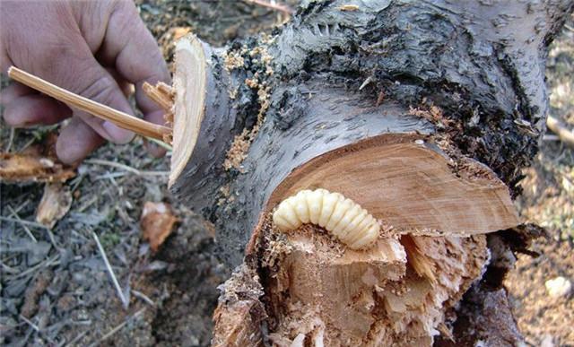 农村5大野味, 让80后为之疯狂, 成为90的回忆, 00后只能干瞪眼了