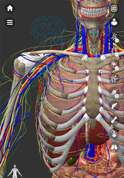 维萨里3d解剖 ——2.1版本整体上线|3d|维萨里|喉部_新浪新闻