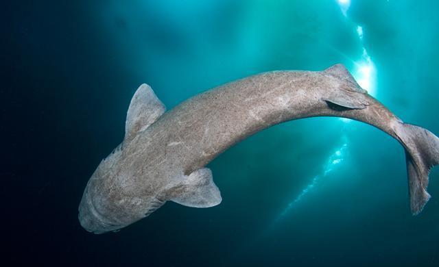 格陵兰鲨鱼(格陵兰鲨鱼眼睛寄生虫)