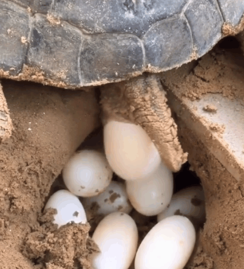 老龟下蛋, 一口气下了十几个蛋