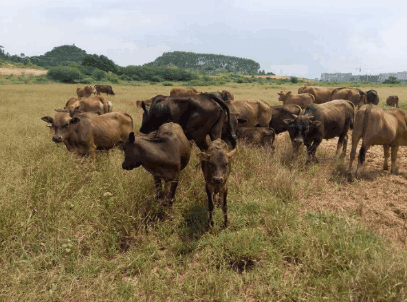 雪豹闯入牛群捕食小牛, 遭牛群包围, 真实上演一幕动物版劫持人质