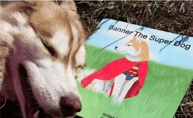 不仅金毛拉布拉多能做导盲犬, 哈士奇也强饭碗啦!