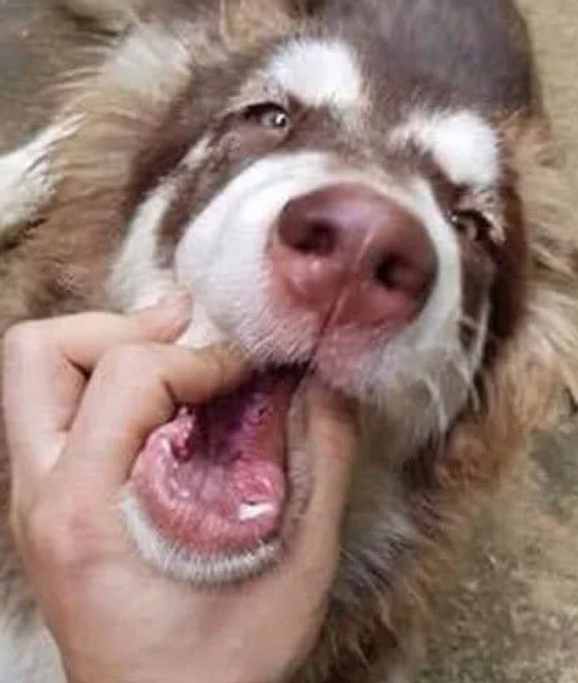 主人日思夜盼西瓜长大没想到被狗狗咬了这是学的猪八戒吧