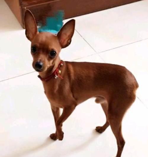 一,小鹿犬二,贵宾犬三,泰迪犬四,比熊犬五,博美犬六,松狮犬七,蝴蝶犬