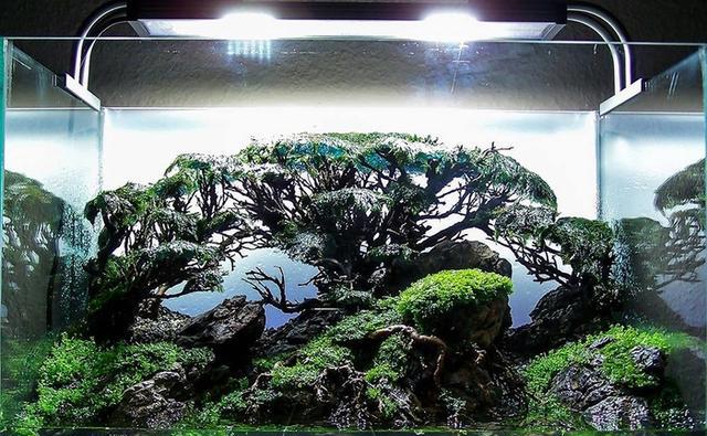 水草造景开缸:石景莫丝树草缸开缸全过程