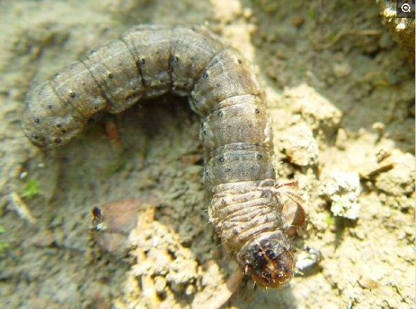 你知道地老虎是什么动物吗