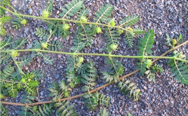 黄花野草,果子粘人,被当成害草,却不知是清肝明目清咽润肺良药