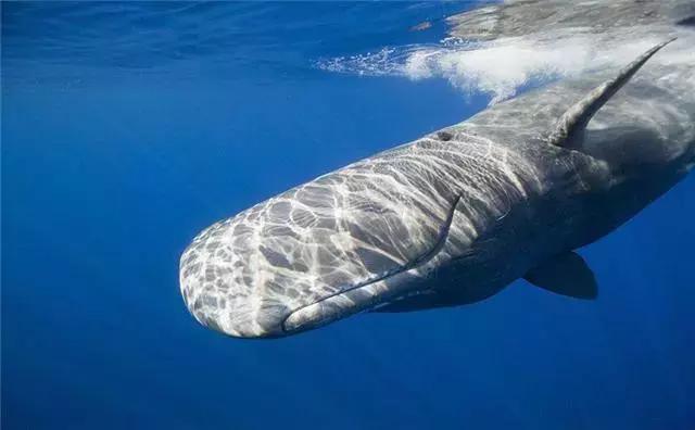 鲸鱼能在3000米深海畅游,为什么潜艇超过1000米就会被压扁