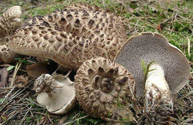 山里这种野生菌,在农村放在米面中避虫,却不知它是名贵山珍