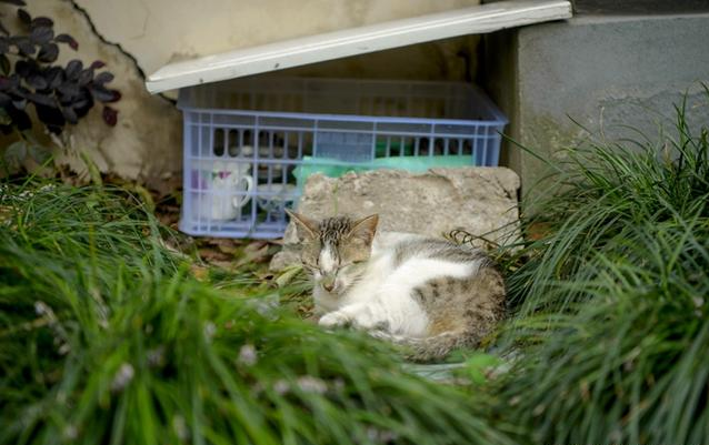 瘦骨如柴的流浪猫妈妈,守护着自己的宝宝,最后一张萌翻了