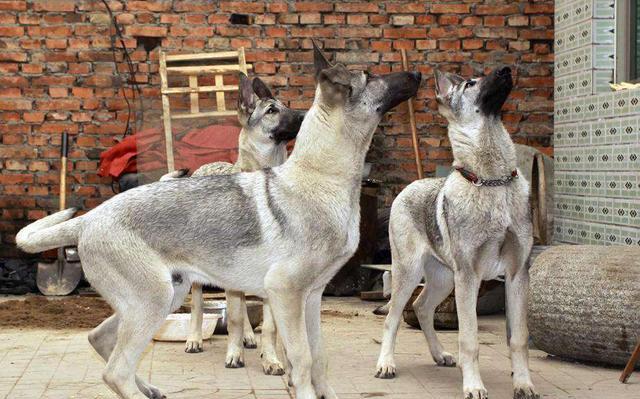 被遗忘的中国本土神犬、一只来自北方的狼, 中华狼青!