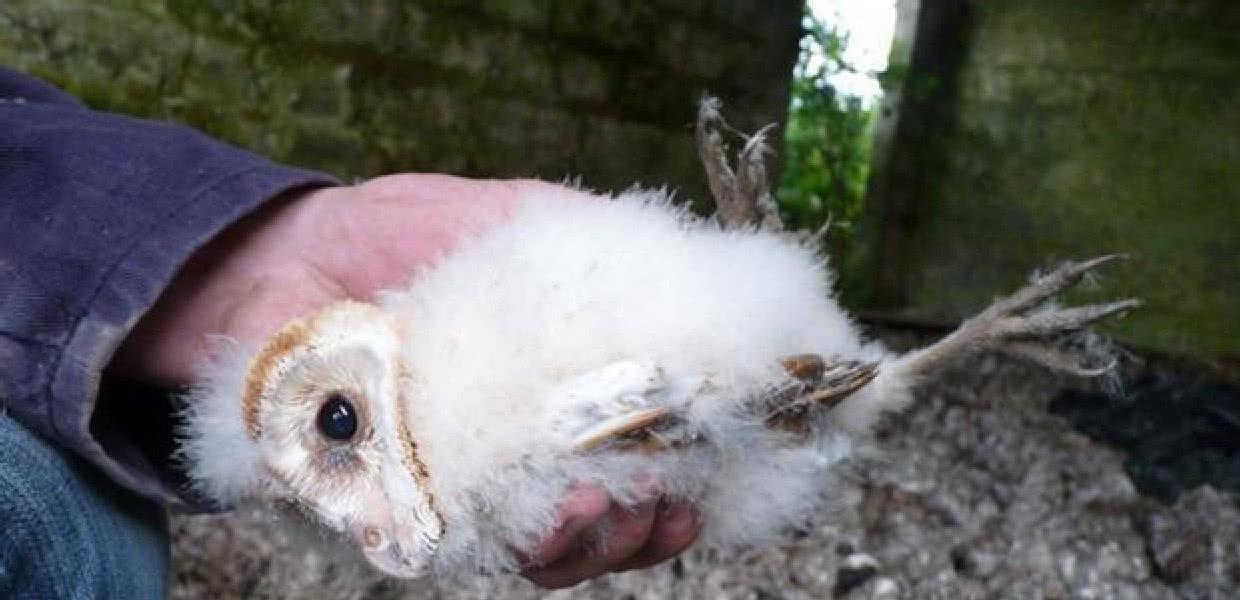 猫头鹰误入农民伯伯陷阱幸亏被及时救下不然不知怎么死的